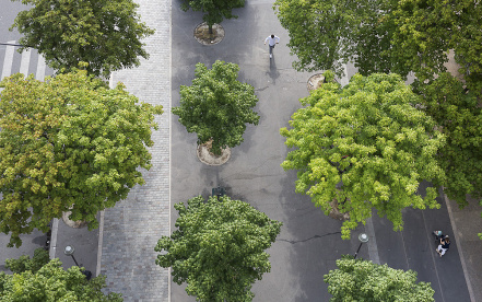 arbres en ville.jpg